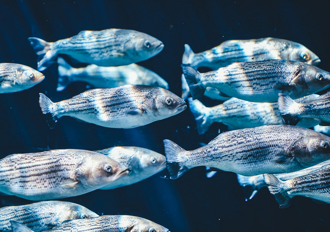 海水魚（pixabay.com用戶Pexels作品）