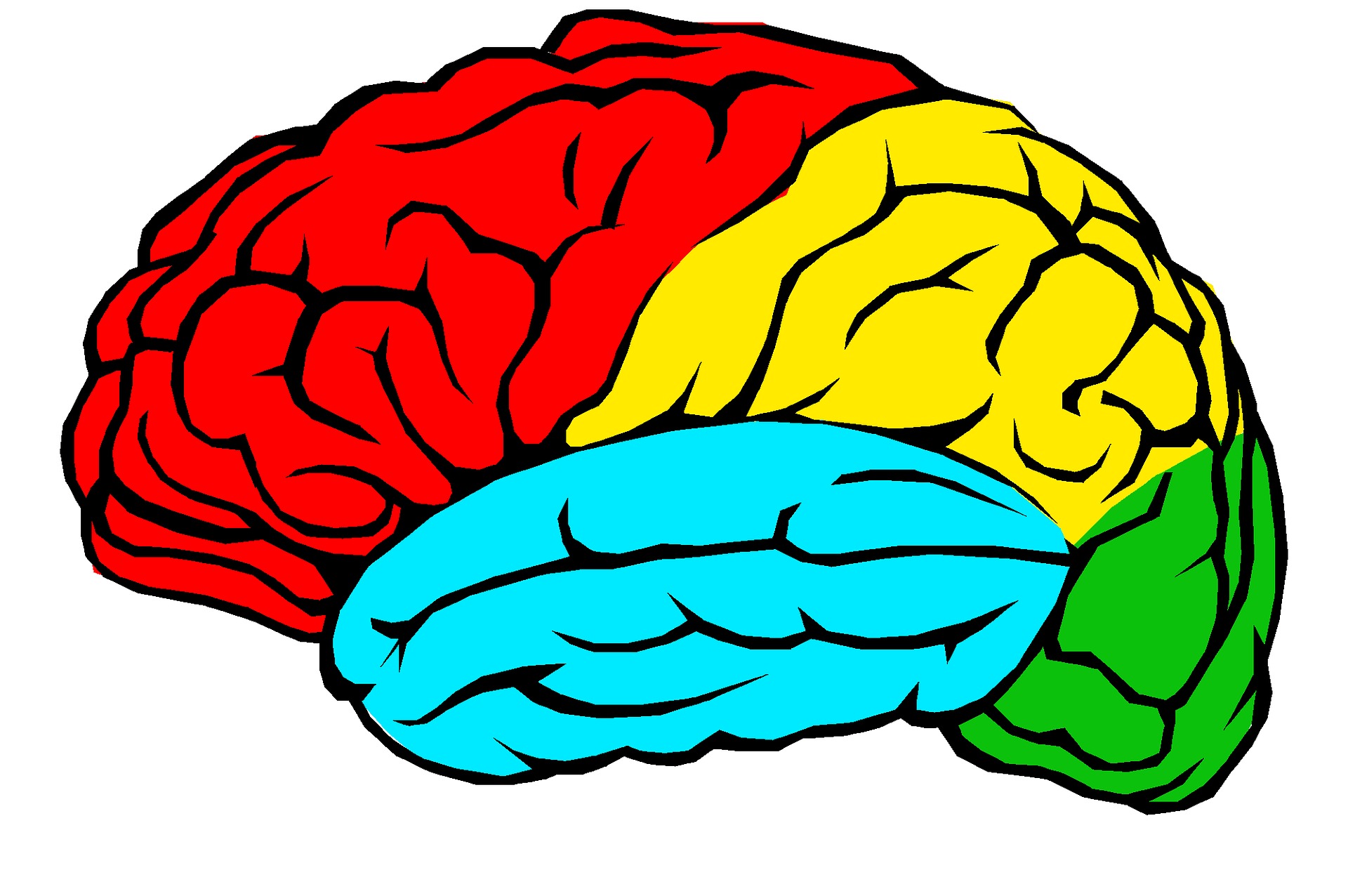 大腦約可分為四大區域，額葉（紅）、頂葉（黃）、顳葉（藍）和枕葉（綠）。（圖／Pixabay）