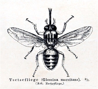 1880年德國邁耶百科所繪製的采采蠅。（圖／Wikipedia）