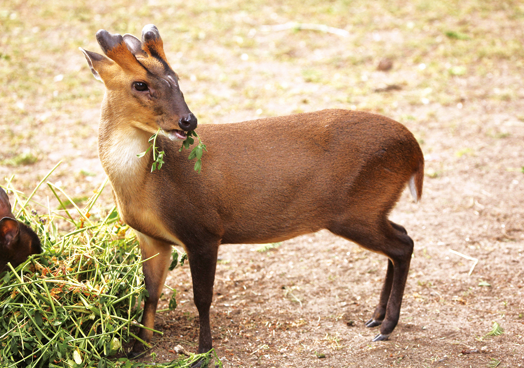 山羌外型與「羊」相像，但屬於鹿科動物，分佈於全島（圖／種子發）。