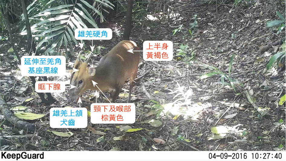 紅外線自動相機攝錄的台灣山羌成體泛徵（紅字）及雄羌特徵（藍字）