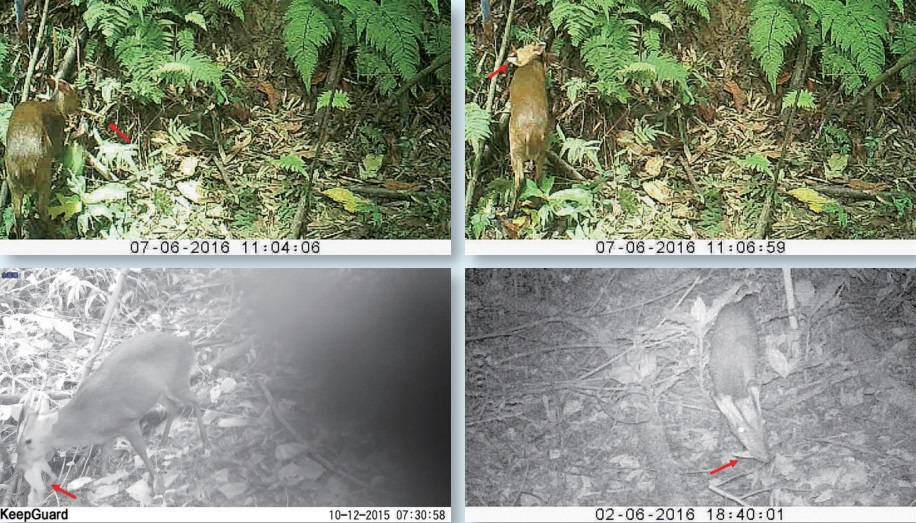 自動相機攝錄到的山羌取食植物影像。上二：山羌取食綠竹的嫩筍（紅色箭頭處）；下二：山羌取食構樹的葉子（紅色箭頭處）。