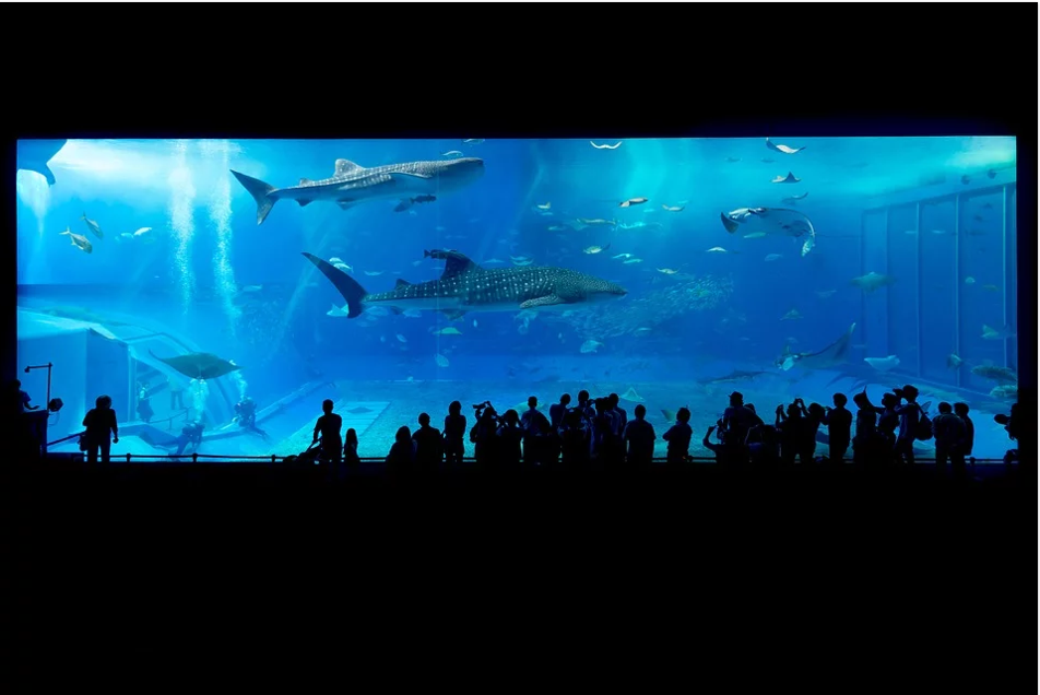 水族館各展示缸所需的水質條件不同。（圖 / Pixabay）