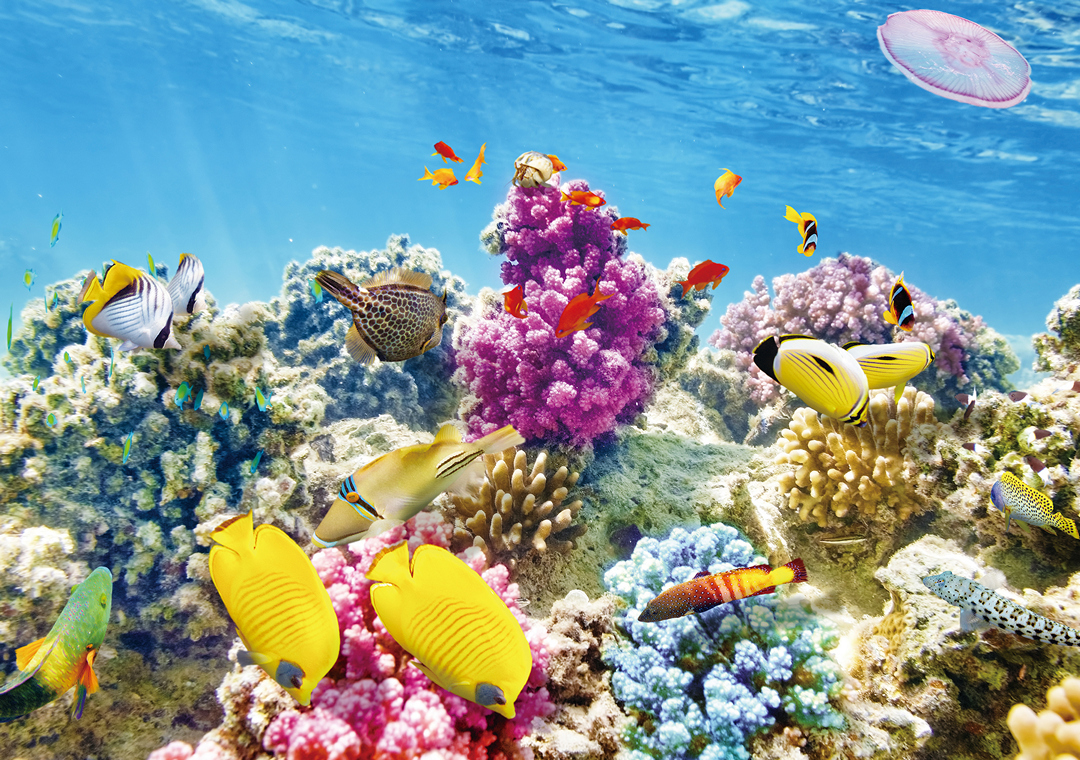 珊瑚礁魚類色彩繽紛，廣為民眾喜愛。（圖 / 種子發）