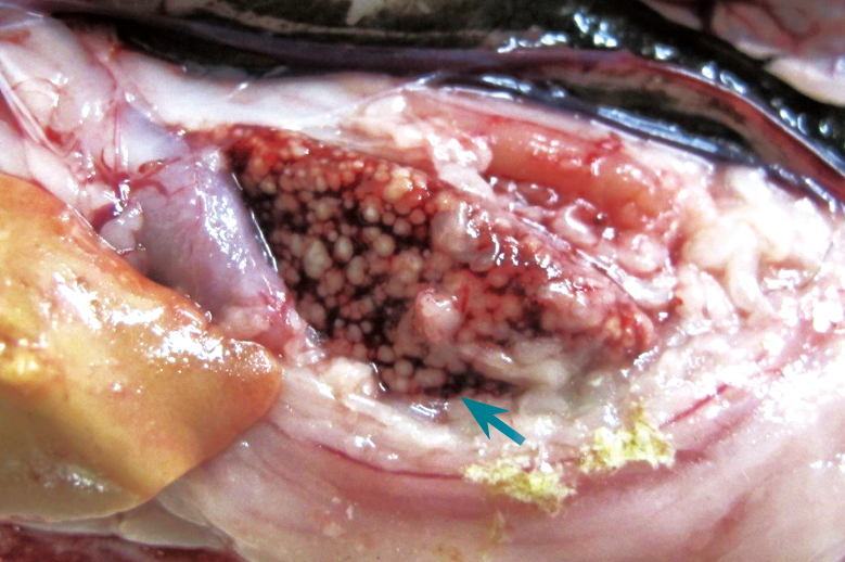 經病理剖檢可見到感染奴卡氏菌症的魚隻脾臟有密發性大小不一的白色結節病徵（綠色箭頭）。