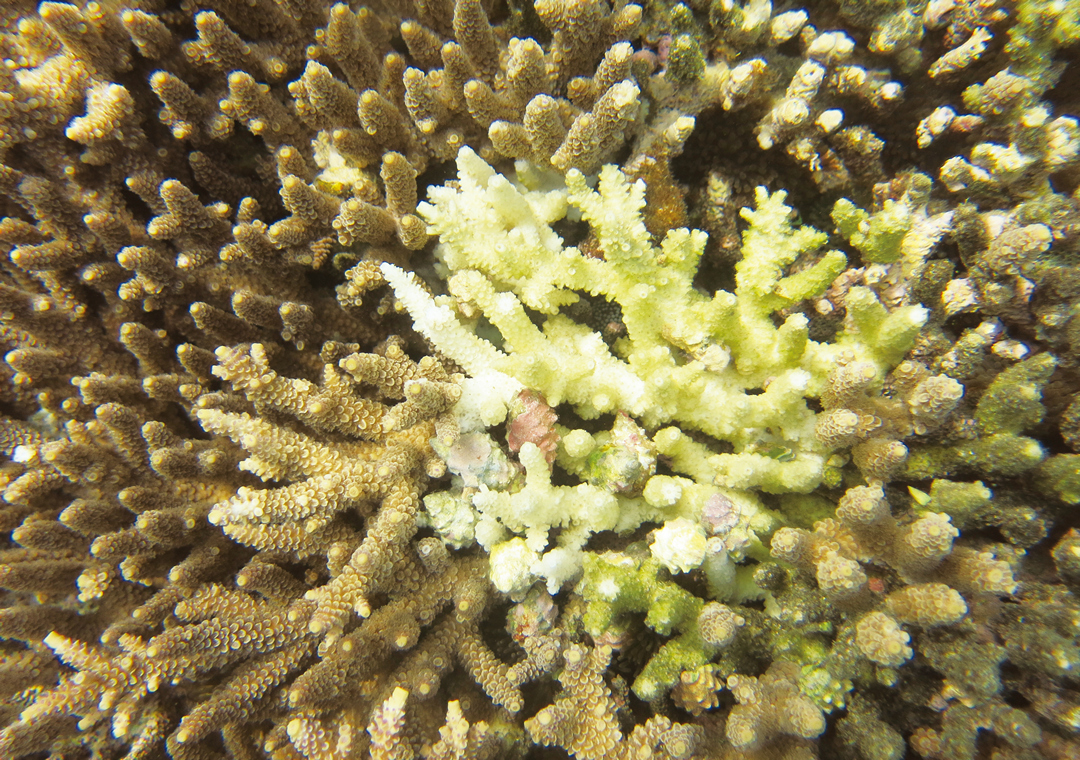 食珊瑚螺造成珊瑚部分死亡。