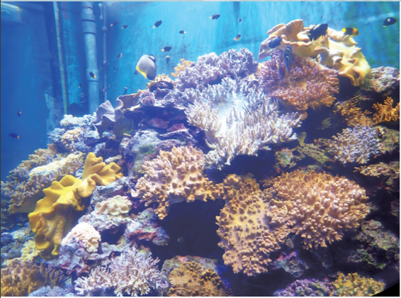 海生館展示的軟珊瑚。