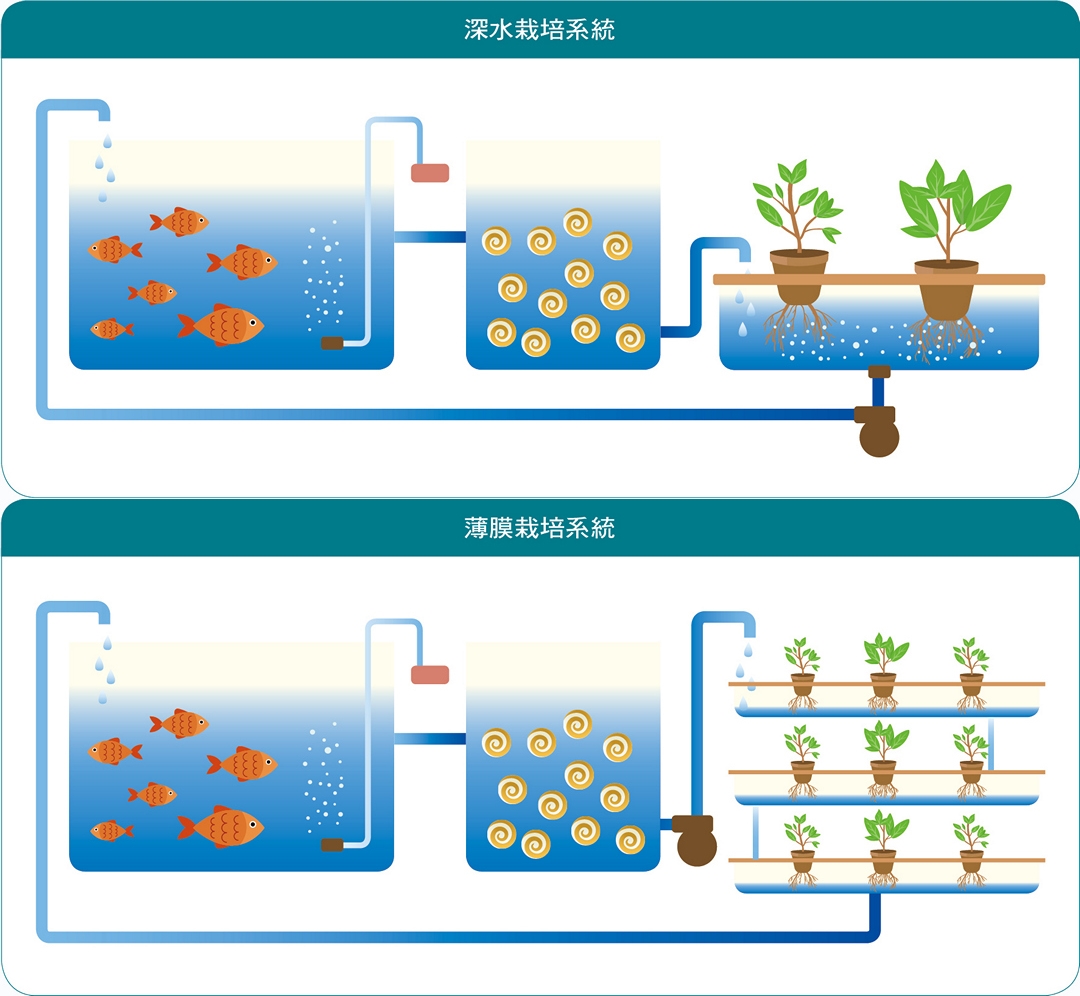 深水栽培系統與薄膜栽培系統示意圖