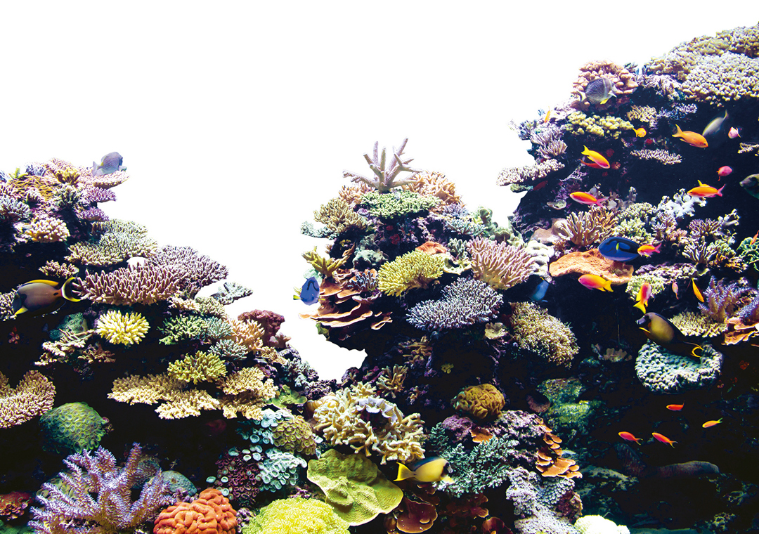 珊瑚礁（圖片來源：種子發）