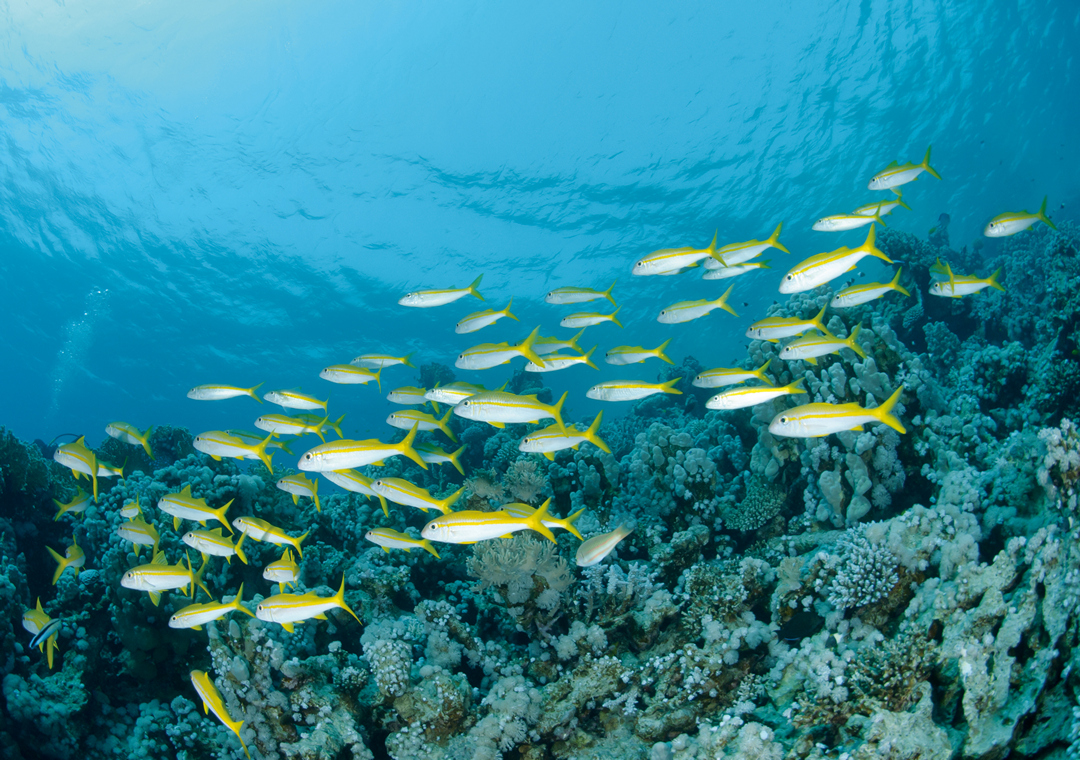 珊瑚礁聲音能引導魚類遷移（圖片來源：種子發）