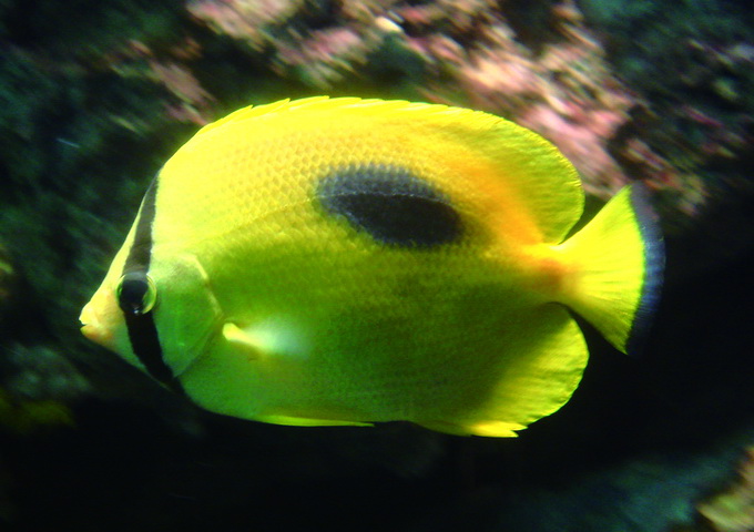 鏡斑蝴蝶魚在背鰭下緣處有一明顯巨型假眼點，有欺敵的作用。