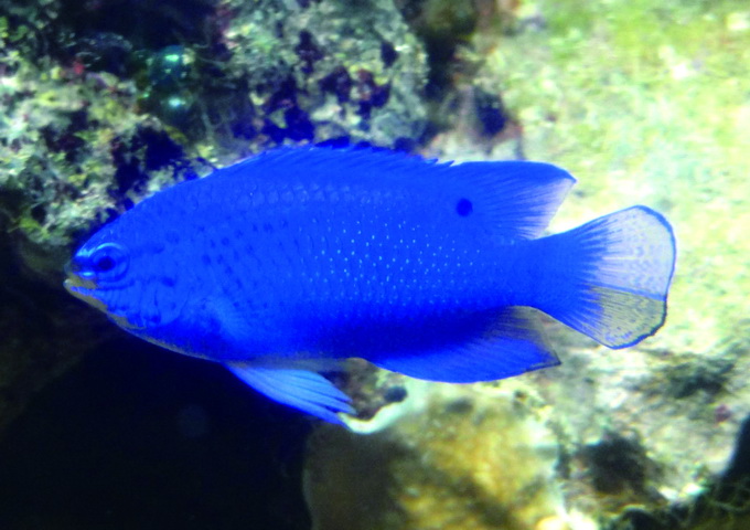 藍刻齒雀鯛的背鰭基底有一個黑色假眼點，在全藍的身體上顯得特別顯耀。