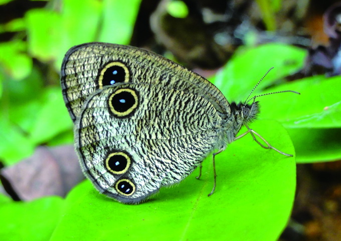 台灣小波紋蛇目蝶翅膀上的假眼點有威嚇天敵的效果。