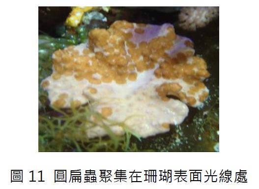 圖 11 圓扁蟲聚集在珊瑚表面光線處