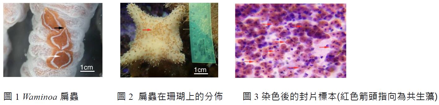 圖 1 Waminoa 扁蟲、圖 2 扁蟲在珊瑚上的分佈、圖 3 染色後的封片標本(紅色箭頭指向為共生藻)