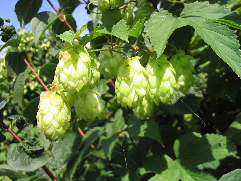 啤酒花其實是蛇麻的花，主要生長在中緯度（48度附近）。（圖／Dr. Hagen Graebner，wikipedia）