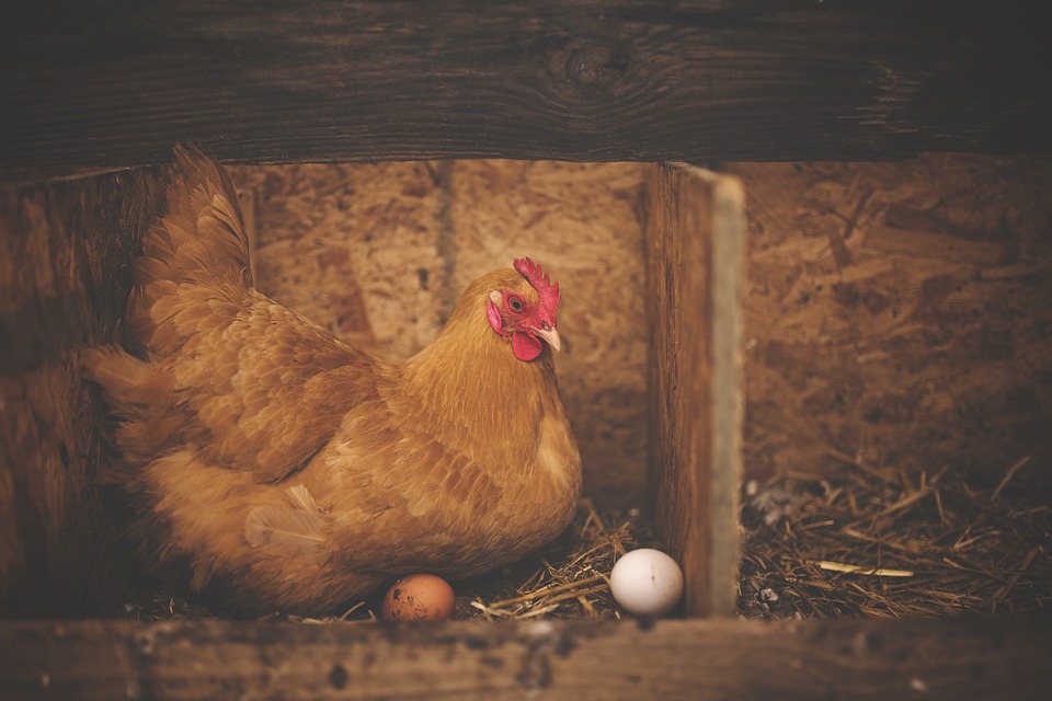 使用母雞做生物反應器成本比家畜低多了（圖片來源：Pexels）