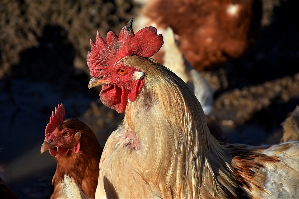 以基因工程技術製造不會感染禽流感的雞，可以視為防疫的新防線。（圖片來源：RitaE）