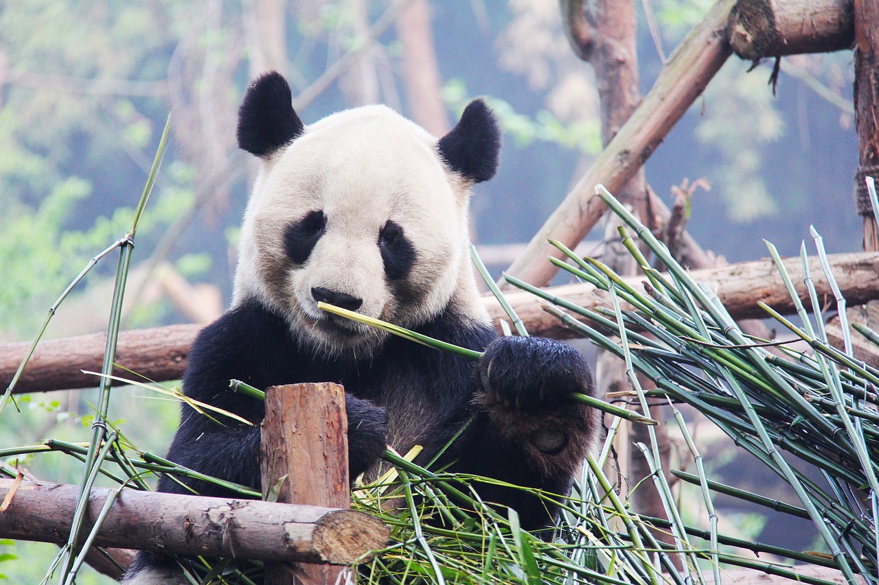 大貓熊正在食用竹子的樣子