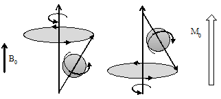 磁偶矩以大磁場方向(左)及反方向(中)為軸心旋進，淨磁化量與外加大磁場平行(右)。