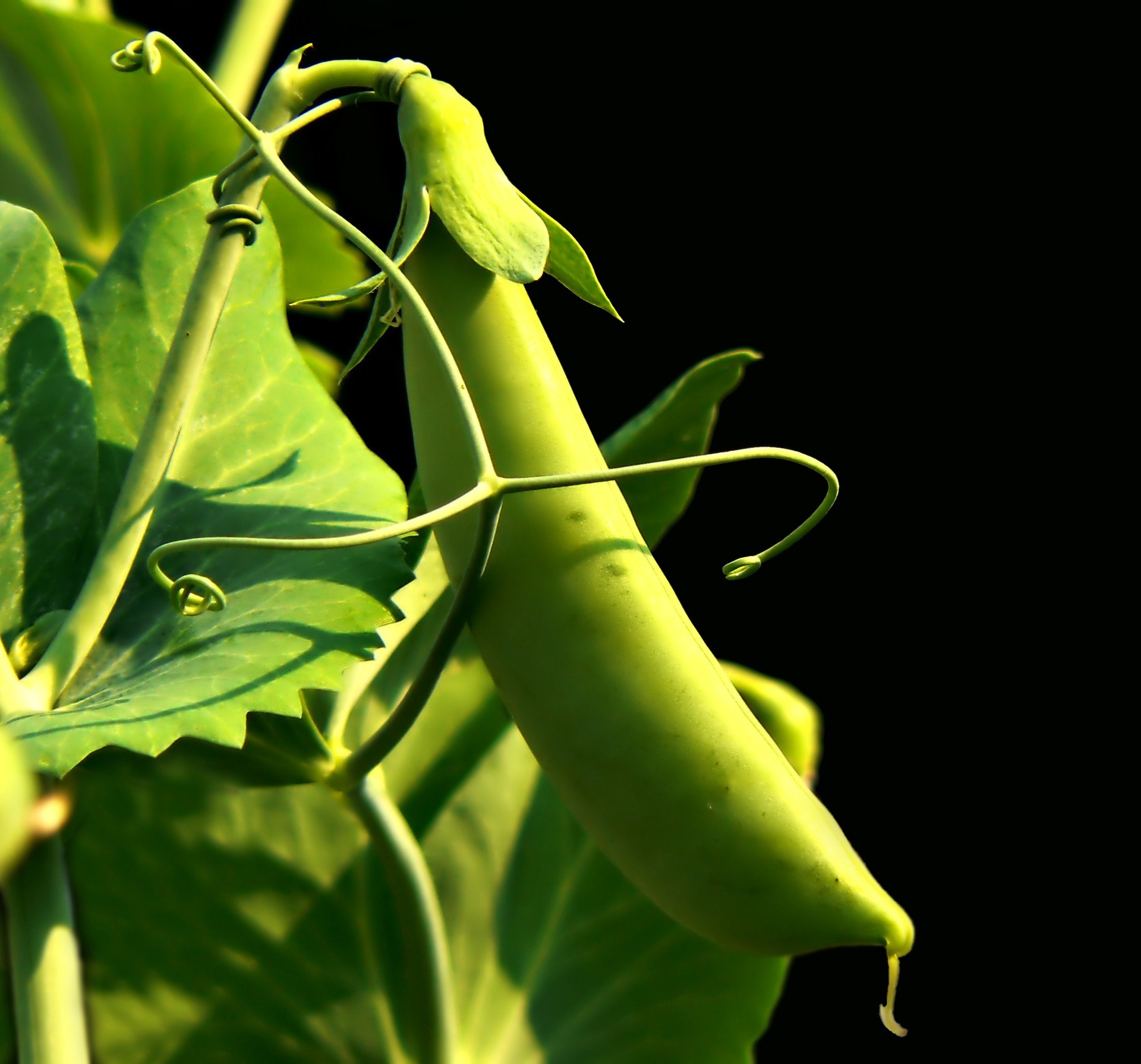 豆科植物與能夠抓住氮的根瘤菌共生，便不需太多人力所施的氮肥。（圖片來源：pixabay）