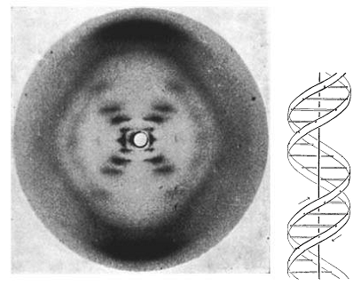 1953年由華生與克里克共同發表的論文中描述的DNA雙股螺旋結構[2] 。（圖／Nature）
