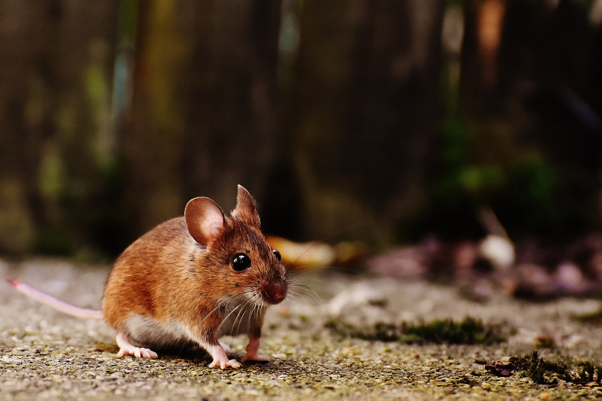 近年來，保護動物的意識高漲，伴隨著科技的進步，組織晶片有望拯救眾多身先士卒的實驗老鼠！（圖／Pixabay）