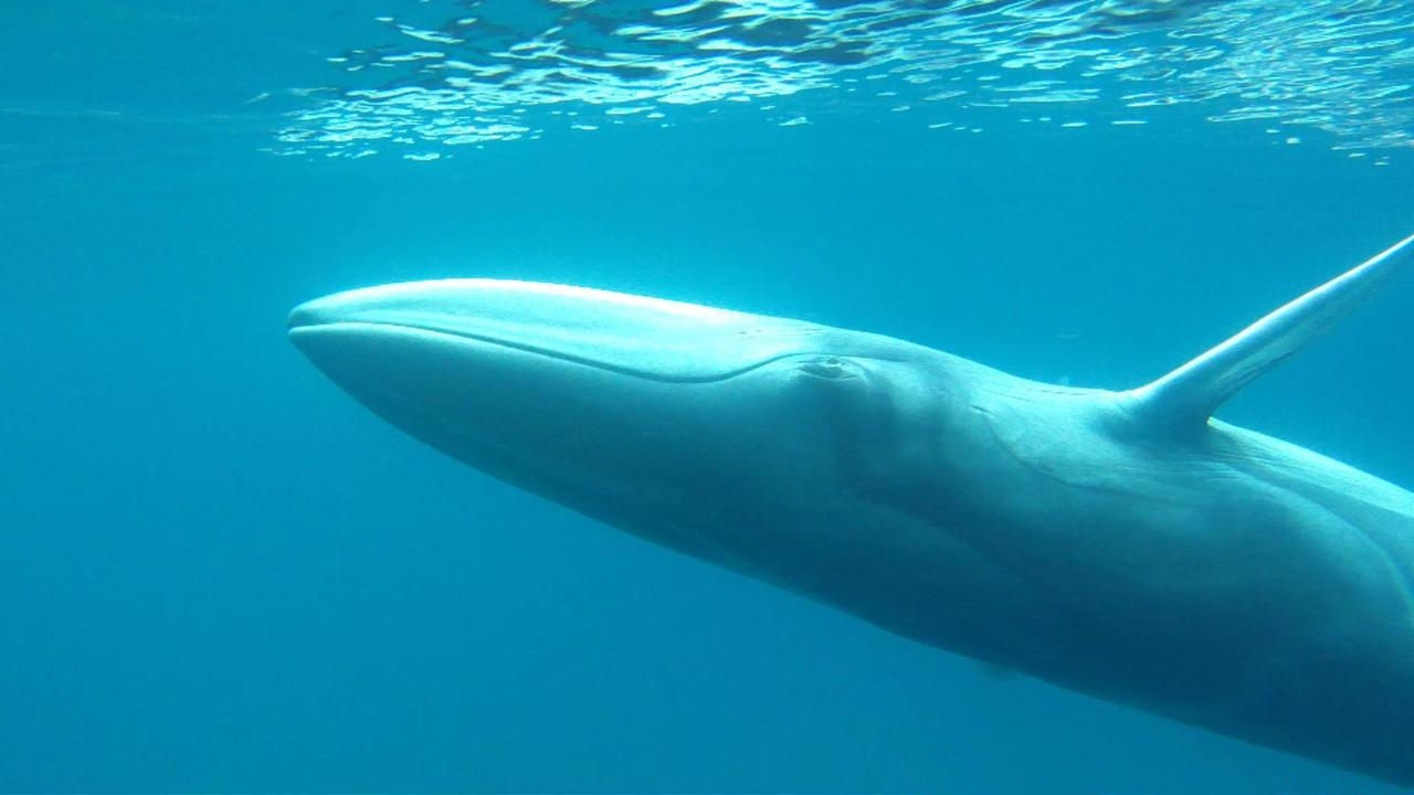 基因組資訊顯示大村鯨已經獨立演化了1,700萬年，與藍鯨同屬鬚鯨。（圖片來源：wiki）