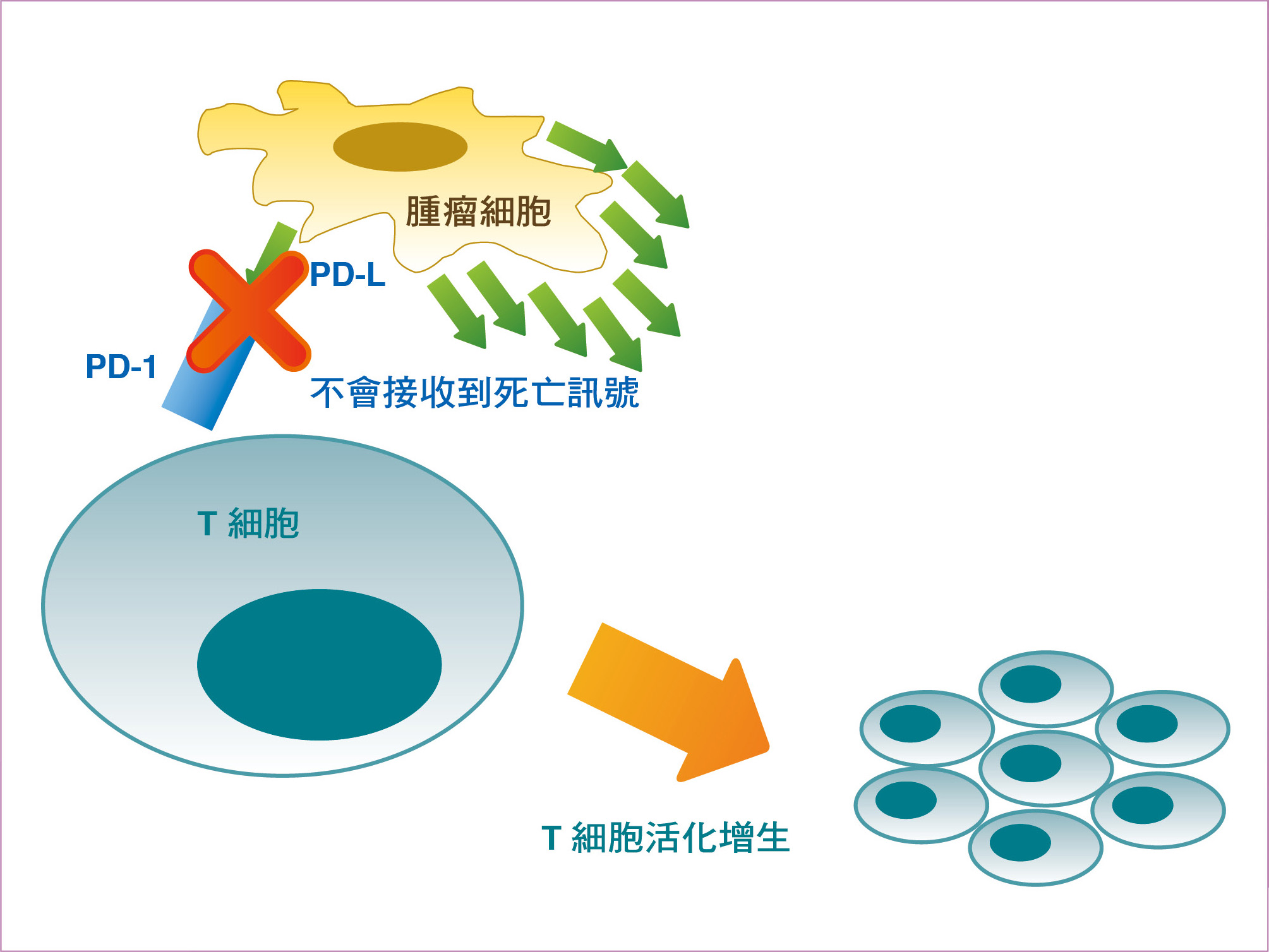 在施予抗PD-1藥物的治療中，導致T細胞存活的示意圖。其中抗PD-1藥物會阻止T 細胞上的PD-1與腫瘤細胞上的PD-L 結合，無法誘發T 細胞的死亡訊號而得以存活，進而對抗腫瘤，增強抗腫瘤的免疫反應。