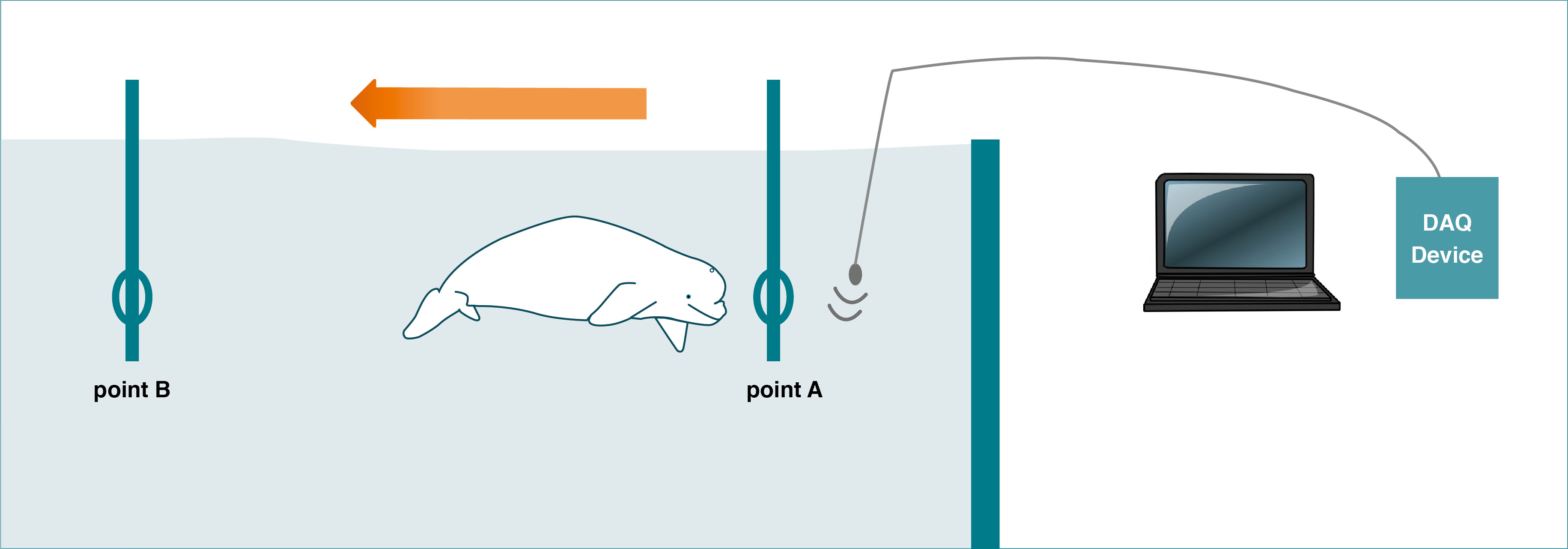 當白鯨聽到水下播放的聲音會即刻由A點游至B點，若聽不見聲音則不動，藉由這些行為來判斷白鯨是否聽到聲音。