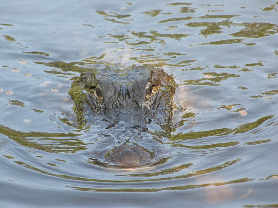 研究人員推測，鱷魚在下水之前，肺部空氣裝得越滿，在水下待的時間越長。可是，肺部空氣裝得越滿，浮力就越大，越需要「壓艙石」。（圖／Greyerbaby，pixabay）