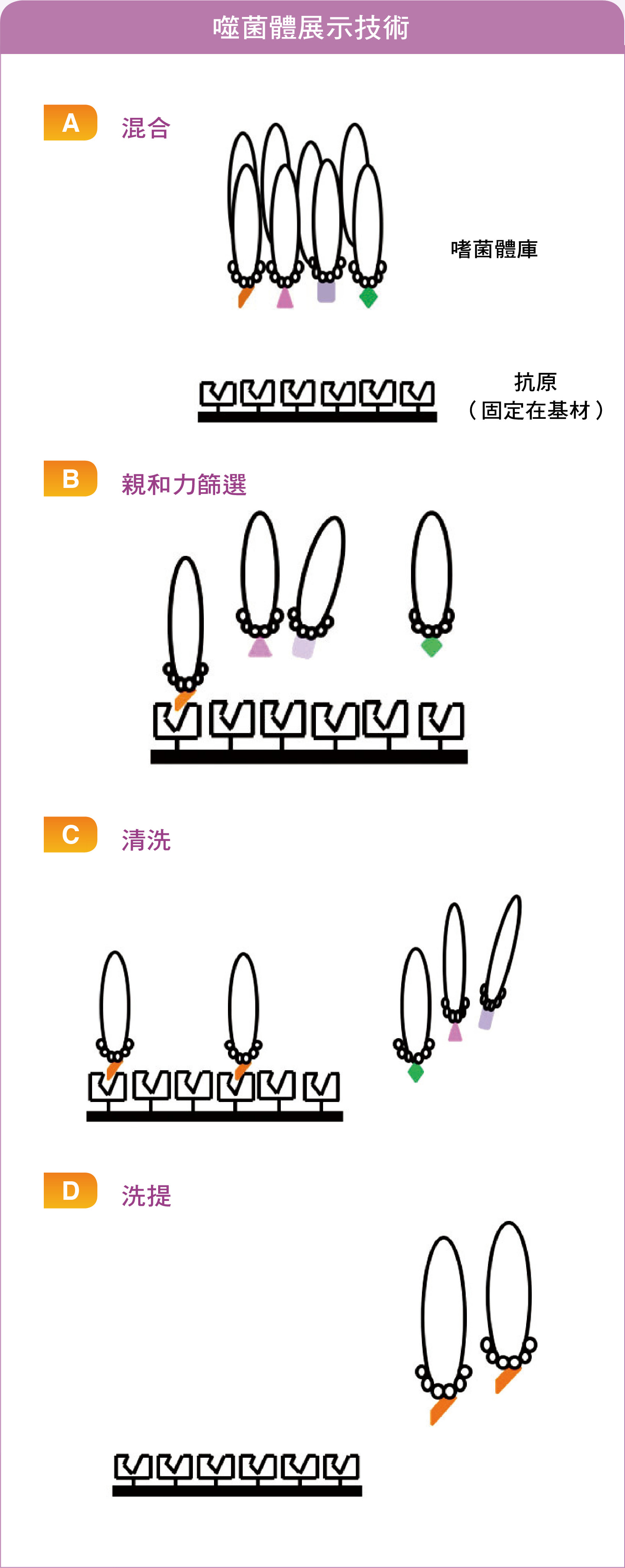 噬菌體展示技術：經過（A）～ （D）步驟後可得到對標的抗原具高度專一性的胜肽序列，若經過上述步驟所獲得的胜肽序列的專一性不如預期，可把（D）步驟所得到的噬菌體樣品重複進行（A）～ （D）步驟。