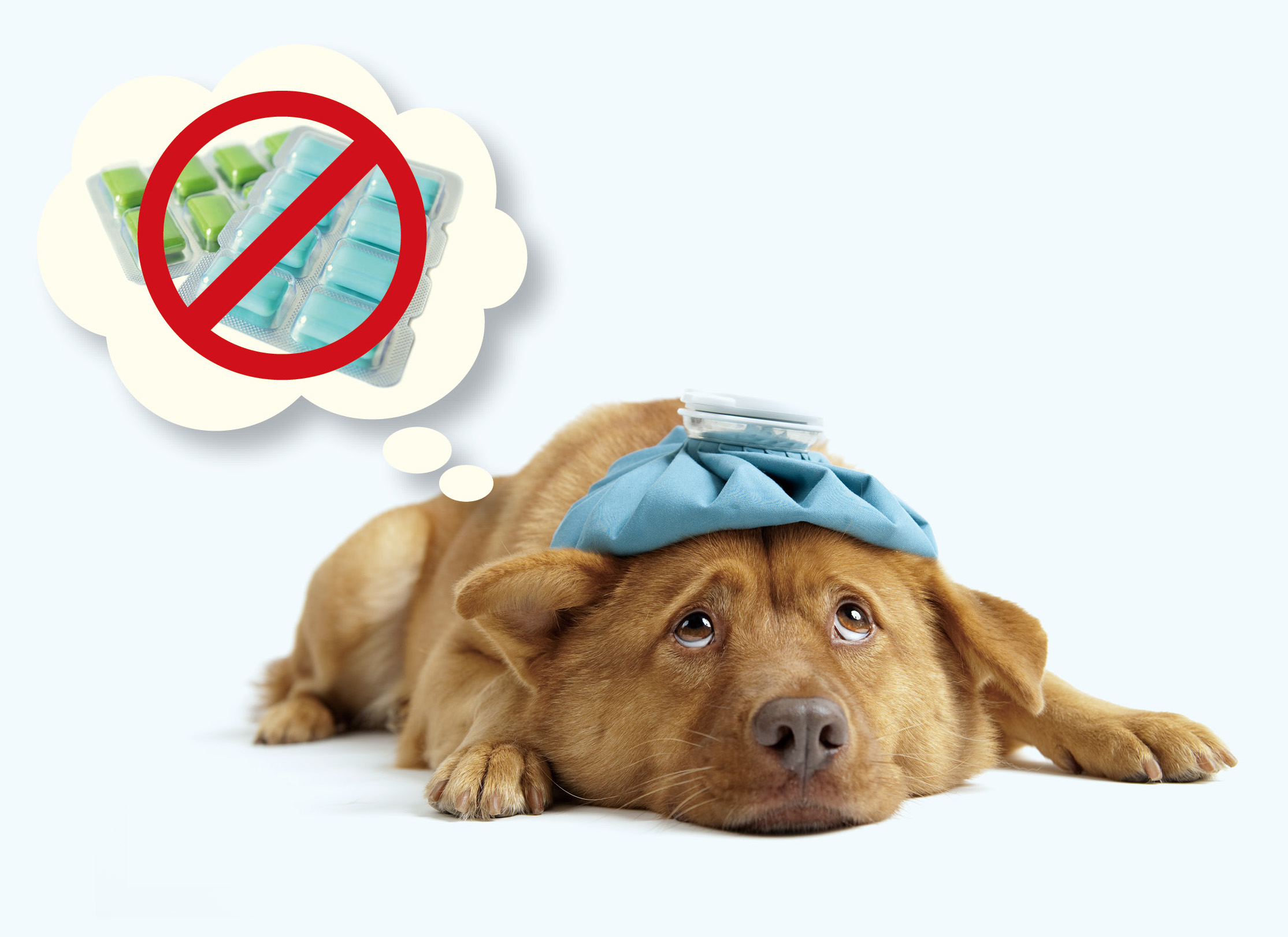 木糖醇是合法的食品添加劑，可是對狗狗來說卻如毒藥，會造成血糖過低。（圖／種子發）