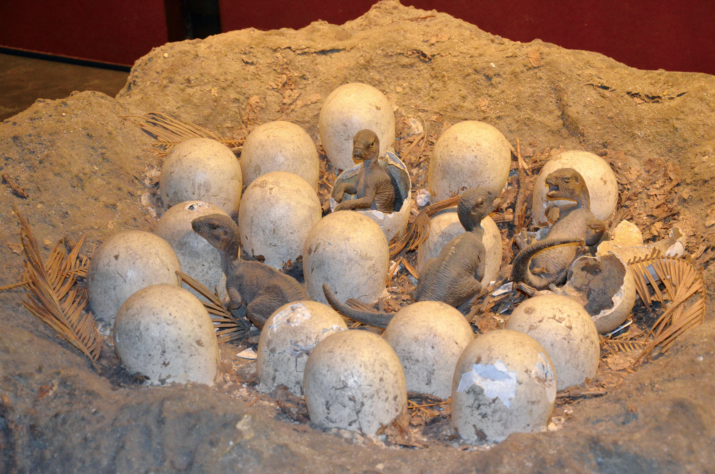古生物學者復原的恐龍巢（有些卵已孵化）（圖／種子發）