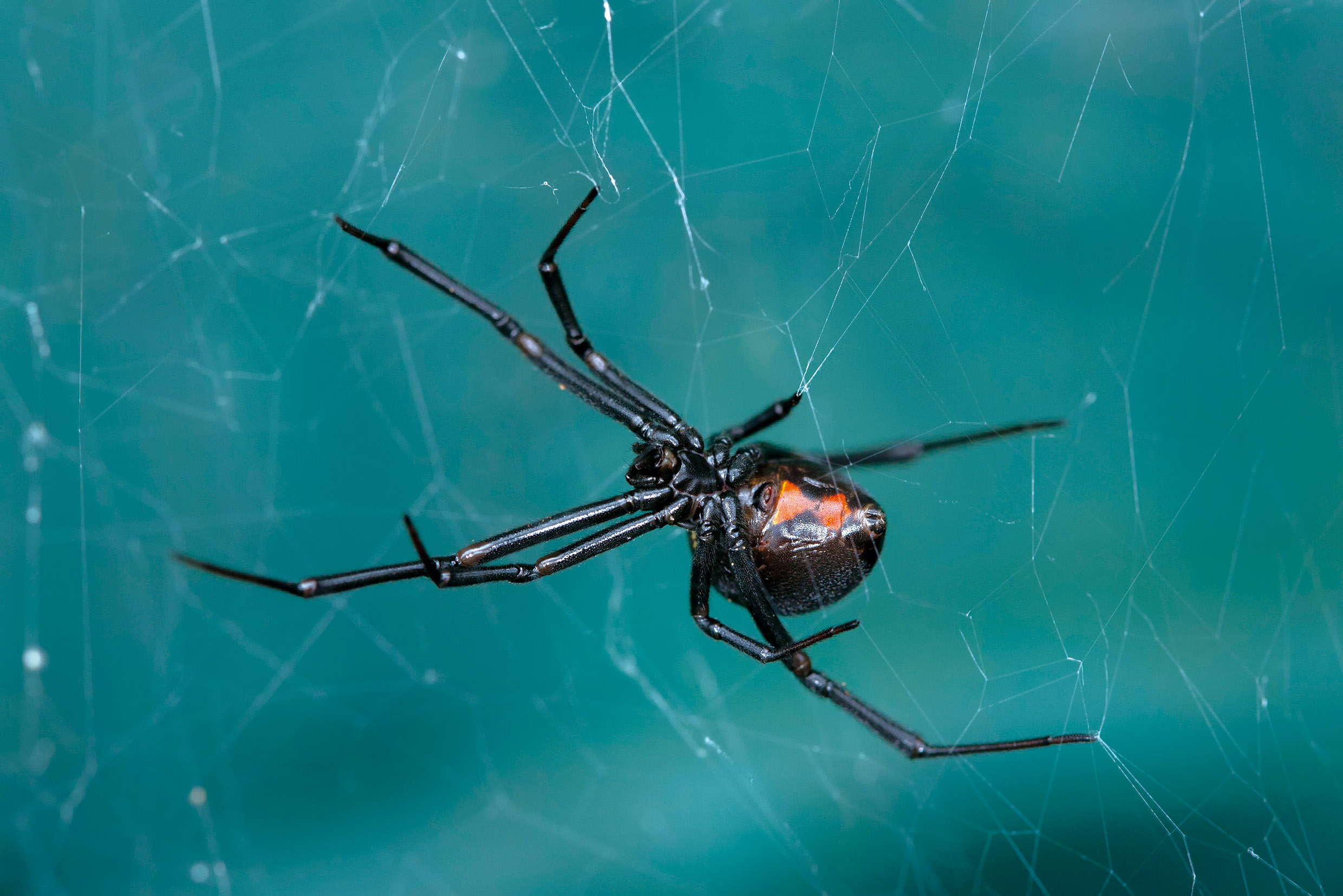 成年雌性黑寡婦蜘蛛（Latrodectus hesperus）腹部呈亮黑色，並有一個紅色的沙漏狀斑記。（圖片來源：種子發）