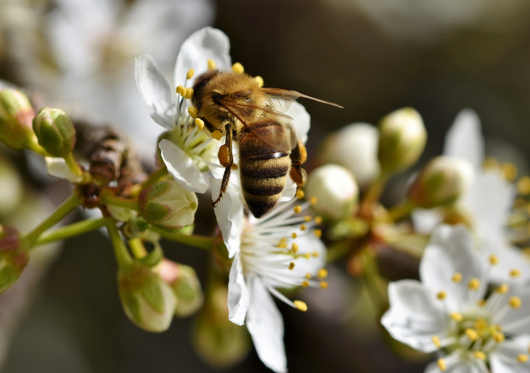 工蜂去哪了？一度懷疑農藥是罪魁禍首，讓蜜蜂蒐集到有毒的花粉並餵給幼蟲。（圖／Pixabay）