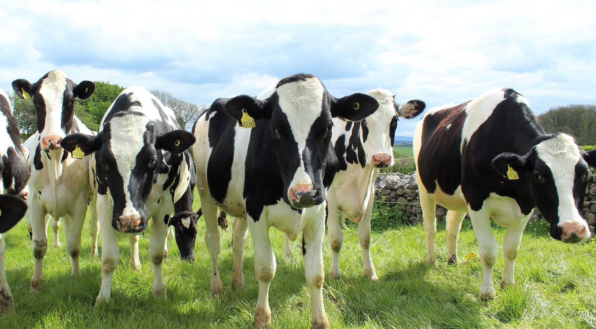 智慧牧場自動監控牛隻的活動、健康，讓牛隻擁有較高品質的生活環境。（圖／Pixabay）