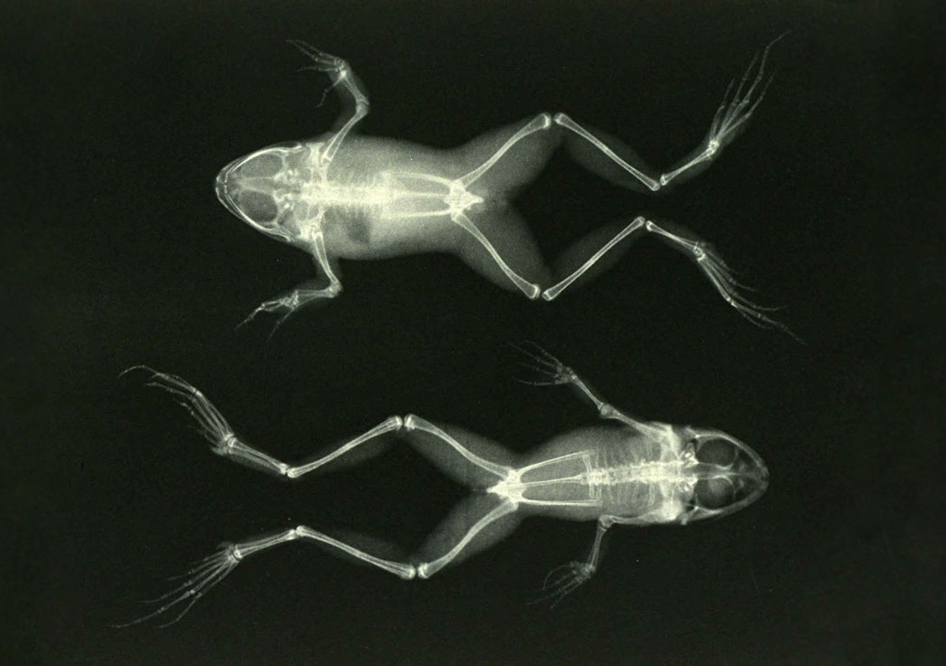 從青蛙正面與背面拍攝的X光片，拍攝日期約為1896年。（圖／Josef Maria Eder，National Science and Media Museum）