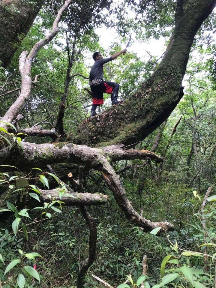 一般來說，樹的量測點在離根部1.3公尺處，但有時因故提高至2～3公尺高處，調查員就必須爬樹上去量。（圖／練釗攝）