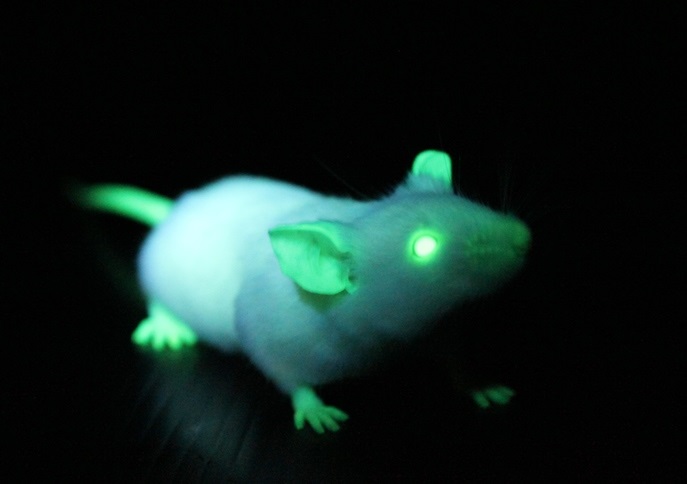基因改造過後的「螢光鼠」，可以協助研究人員追蹤細胞移植的研究成果。（圖／國家實驗研究院）