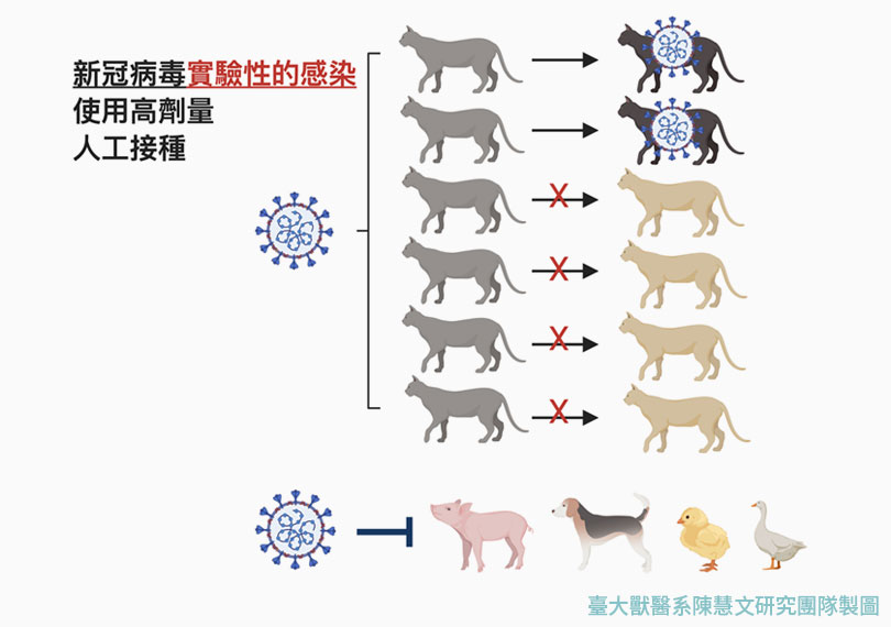 實驗結果顯示，豬狗雞鴨完全不會感染新冠病毒，貓則是易於感染，但是再度散播出去的機率很低。（圖 / 臺大獸醫系陳慧文研究團隊製）