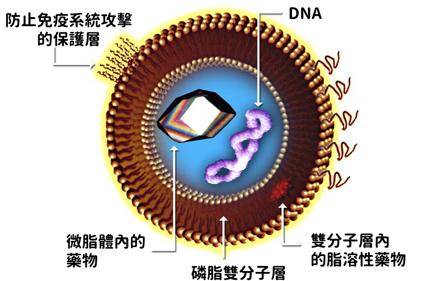 奈米微脂體的結構圖，外層構造和細胞相似，內部可負載治療用的DNA、奈米藥物。（圖／陳儀珈譯，改自維百科，https://en.wikipedia.org/wiki/Liposome）