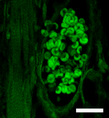 （圖一）血管中的紅血球雙光子影像（圖／成大微奈米科技研究中心提供）