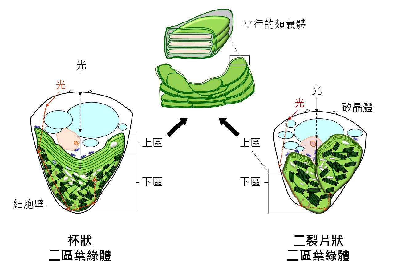 二區葉綠體依據型態可再分為杯狀（左）或二裂片狀（右），兩者的上區都是由平行的多層膜（類囊體）組成，下區的結構則是和一般的葉綠體一樣。由於細胞內的折射率為1.425高於細胞外的空氣，當光線進入細胞可能形成多重反射現象，巨大的葉綠體體積增加了吸收光線的機會。（圖／改自參考資料3）