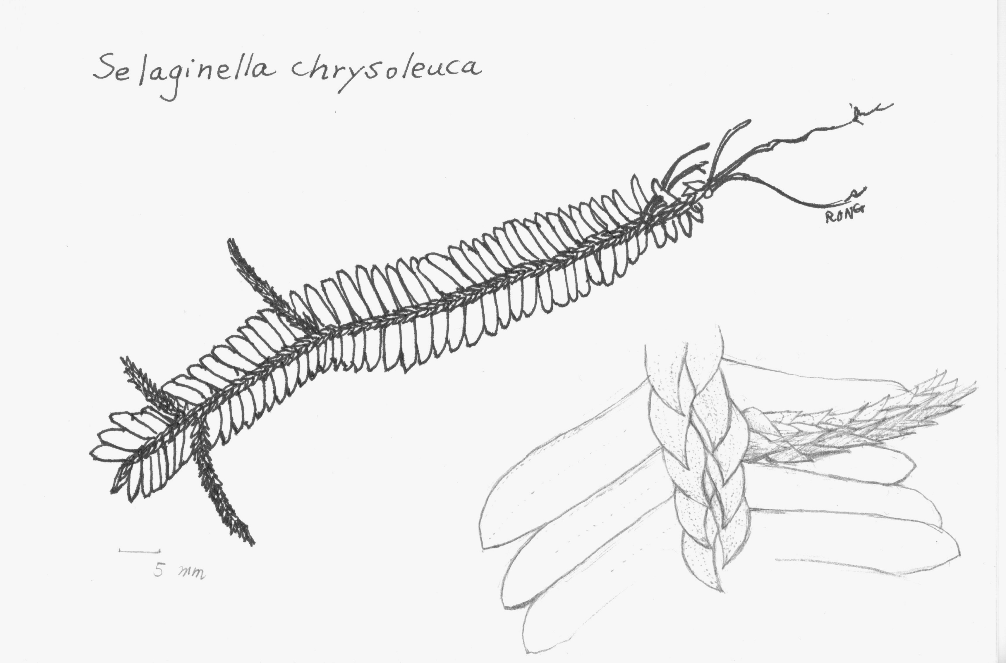 許秋容手繪的S. chrysoleuca，產於巴拿馬，具單一巨大葉綠體。（圖／許秋容提供）
