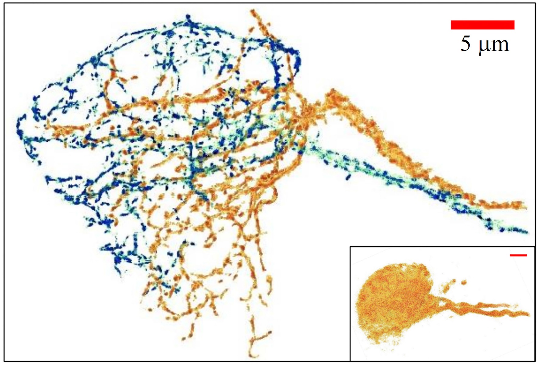 三維的神經纖維分布圖像。「深組織超解析光學技術」可將兩條緊密交纏的神經纖維清楚分離開來。右下圖為相同神經與染色，傳統共軛焦影像無法分辨神經纖維的細緻結構。（圖／朱士維提供）