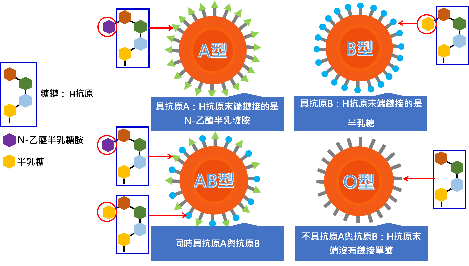 不同血型的抗原基本結構相同，差異在於末端所鏈接的單醣不同。（圖／陳聖昌提供）