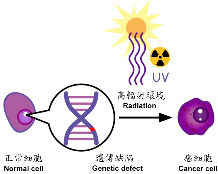 經常暴露在高輻射的環境，造成細胞變異或不正常醣化現象的發生。（圖／張境倫）