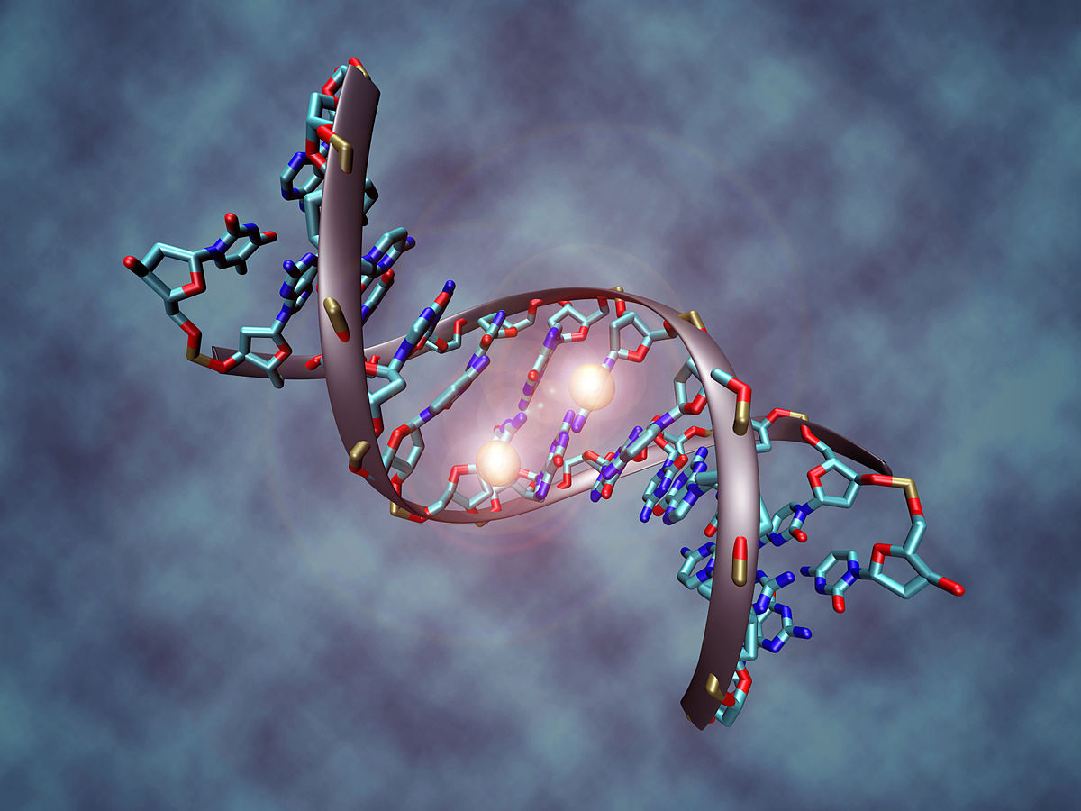 「DNA 甲基化」是在不影響 DNA 序列情況下，甲基被添加到 DNA 分子上，進而改變基因的表現。（圖／Wikimedia Commons）