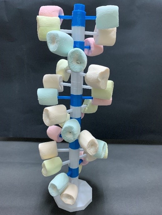 以棉花糖模擬的DNA構造。米色棉花糖代表A，黃色棉花糖代表T，藍色棉花糖代表C，紅色棉花糖代表G，白色長棍代表雙鍵，藍色長棍代表參鍵。（圖／林泱蔚教授提供）